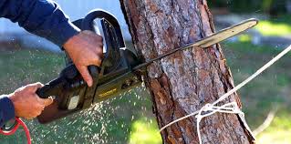 Best Storm Damage Tree Cleanup  in Whiteville, TN