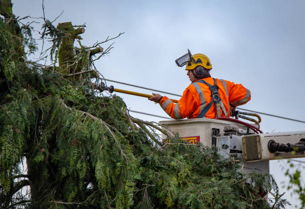 Best Tree Maintenance Programs  in Whiteville, TN