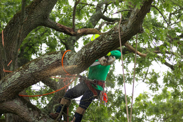 Whiteville, TN Tree Services Company